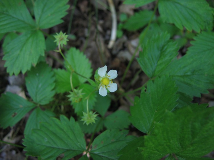 Fragaria vesca